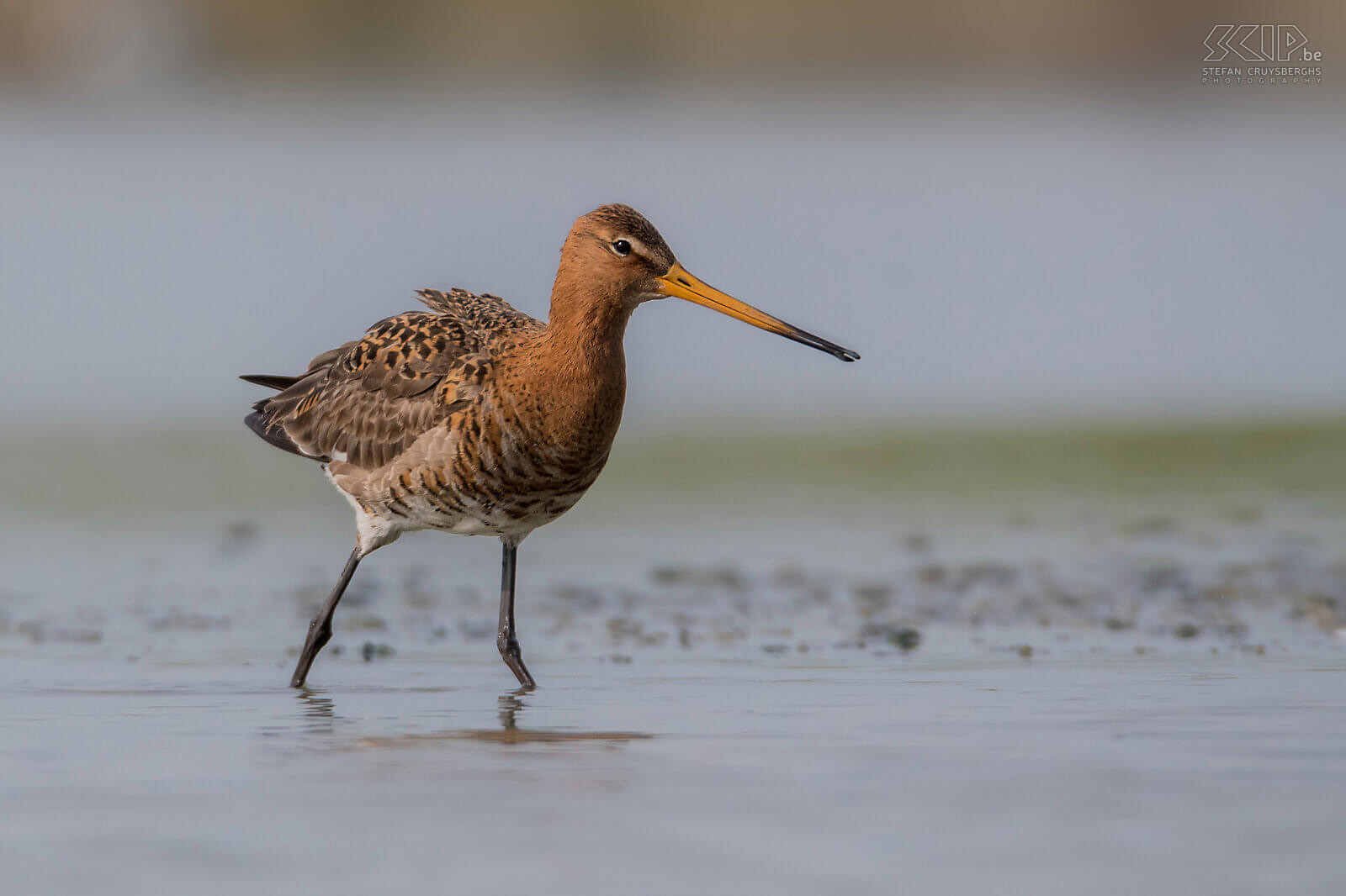 Black-tailed godwits The Black-tailed godwit (Limosa limosa) is a beautiful wader and a meadow bird par excellence. They hibernate in Africa, but they return to the Low Lands early in the spring. During the breeding season the godwit shows spectacular court flights. I was able to photograph them courting and mating in Friesland in the Netherlands.<br />
<br />
Half of all the Black-tailed godwits in Europe breed in the Netherlands. However, the population is under heavy pressure and, unfortunately, they are being pushed back to meadow bird reserves. This species is classified as Near Threatened on the IUCN Red List. Black-tailed godwits make an inconspicuous grass nest in meadowlands and lay an average of 3 to 4 eggs. They eat earthworms, insects and insect larvae.<br />
 Stefan Cruysberghs